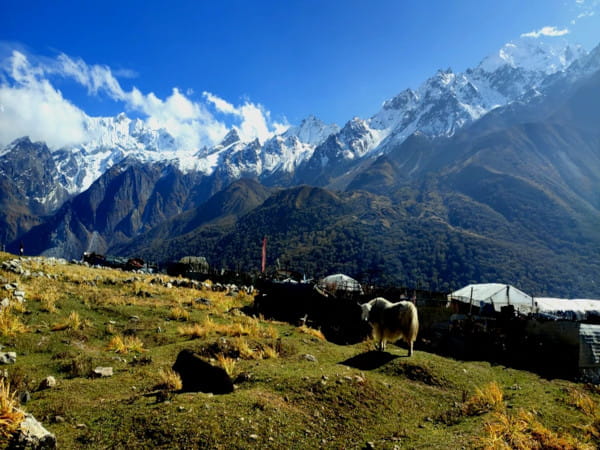 Kyanjin Gompa, Yaks and Mountain Views on Langtang Valley Trek