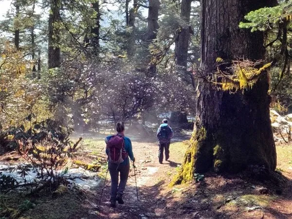 Trekker and guide walking through pine forest on the Manaslu Circuit Trek